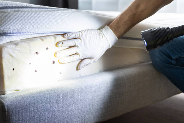 Reliable Las Maravillas, NM Pest Control Solutions