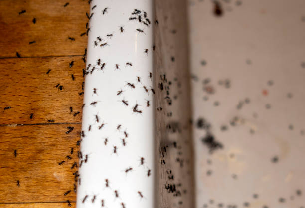 Best Bed Bug Extermination  in Las Maravillas, NM